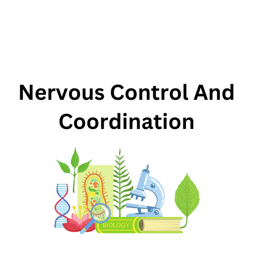 Nervous Control And Coordination